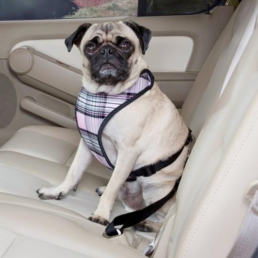 Kutya biztonsági öv autóba